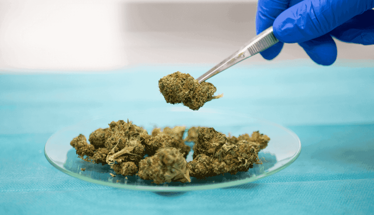 Nahaufnahme einer Cannabisblüte auf einem Teller, mit einer Pinzette gehalten.
